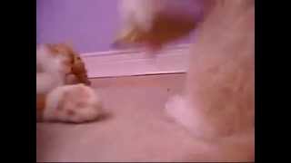 Озорной котенок