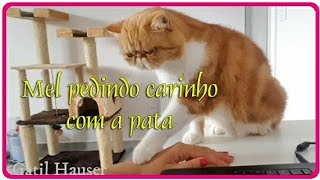 Gata mel pedindo carinho com a PATA - Gatil Hauser