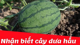 Dạy bé học nhận biết cây dưa hấu | Dạy trẻ thông minh sớm