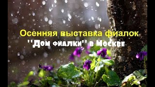 Осенняя выставка фиалок в Москве Дом фиалки 22/10/2017