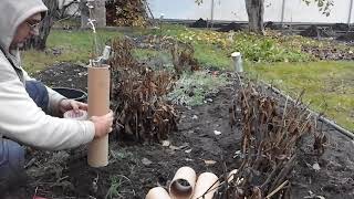 Хурма Россиянка. Как укрыть на зиму хурму.