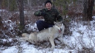 Поиск волков на мотопараплане