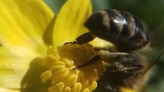 ПЧЕЛА и Жабник (чистяк весенний) видео макросъемка и слоу моушн BEE SLOW MOTION ZOOM 15X
