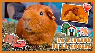 ? LLEGADA DE LA COBAYA A CASA ? ¿Qué hacer para que se ADAPTE, pierda el MIEDO y gane CONFIANZA?