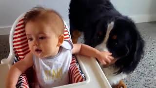 犬が赤ちゃんをあやす癒される動画集・犬と赤ちゃんはお友達 2017