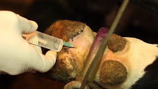 ОБЕЗБОЛИВАНИЕ КОПЫТА (Блокада нервов по Регнери). hoof anesthesia