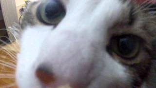 Eaten by Cat First Person