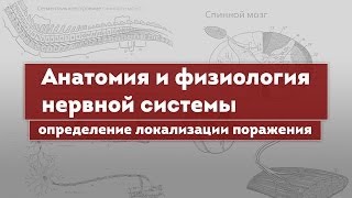 Нервная система. Анатомия и физиология