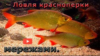 Ловля красноперки мережами.  Catching rudd trammel.