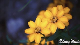台語老歌 || 百聽不膩 純音樂版 放鬆解壓 ❤ Relaxing Taiwanese Old Songs