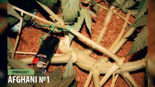 Гроурепорт выращивания марихуаны Afghani N1