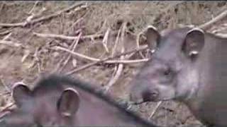 Tapirs