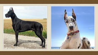 Német (Dán) dog kutya [fajtabemutató]