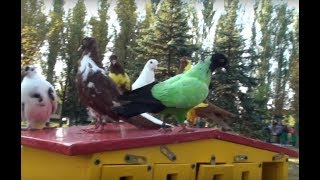 Ярмарка года голубей, всего востока Украины. High Fly pigeons.