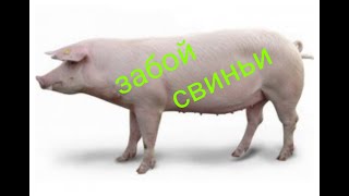 Забой свиньи