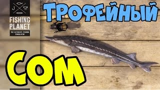 Fishing Planet прохождение | Трофейный СОМ | Флорида, Эверглейдс