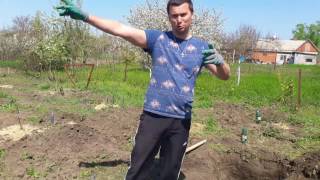 Посадка винограда весной. Проверенный способ. С системой прикорневго полива
