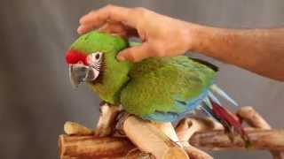 VERY SMART, ACTIVE & VOCAL MILITARY MACAW