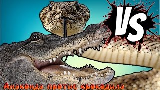 5 Самых свирепых битв животных снятых на камеру - Анаконда против крокодила
