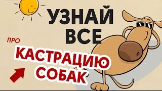 Кастрация собак