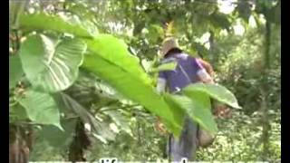 jual bibit lebah klanceng trigona langka