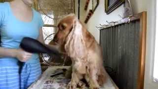 Grooming Cocker Spaniel with Mars Coat King