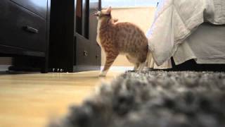 City the Kitty searches for his bird toy!