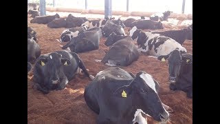 Conforto animal pode dobrar a produção de leite