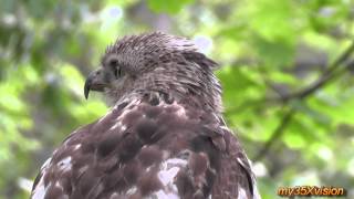 Red-tailed Hawk attacked by Blue Jay
