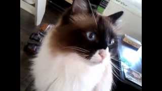 Cat (ragdoll) Dushi meowing