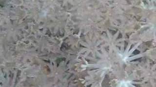 5 Types of Pulsing Xenia From The Coral Gardens