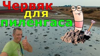 КОПАЕМ ЛИМАННОГО ЧЕРВЯ на Арабатской стрелке - ГЕНИЧЕСК, ГЕНГОРКА, СЧАСТЛИВЦЕВО, СТРЕЛКОВОЕ рыбалка