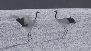 白銀に華麗なダンス タンチョウ、鳴き声甲高く