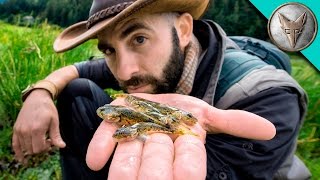 Bizarre Air Breathing Fish!