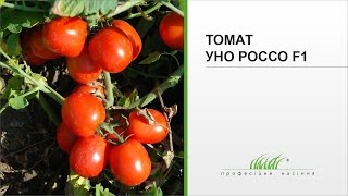 Томат Уно Россо F1