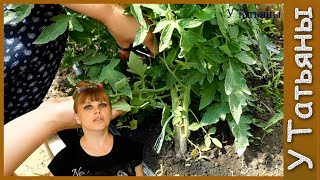 ЗАЧЕМ обрезать нижние листья ТОМАТОВ (помидор)? Формирование кустов томата.
