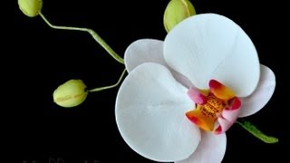 Orchidea in pasta di zucchero,TUTORIAL PASSO PASSO,Semplice e Veloce