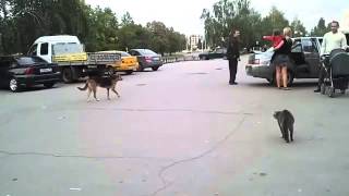 ☢  Жесть Кот нападает на собаку