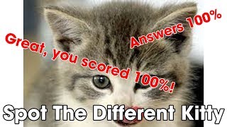 Spot The Different Kitty Quiz Answers 100%