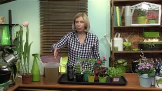 Как я подкармливаю рассаду. Дневник Дачника Марины Рыкалиной 6.06.18