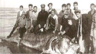 Белуга Осётр - самая большая в Мире  1,5 тонны весом