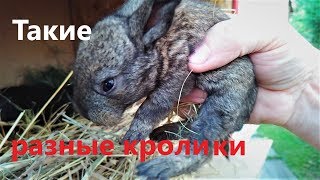 КРОЛИКИ бывают РАЗНЫЕ чёрные белые И бывают без одного УХА