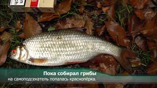 Бесплатный самоподсекатель для рыбалки