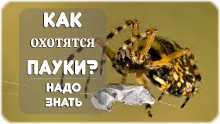 Как охотятся пауки?