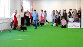 Хендлинг в DOG SHOW CLUB