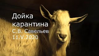С.В. Савельев - Дойка карантина