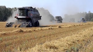 Осенняя страда. Комбайны Вектор, Палессе, Енисей.