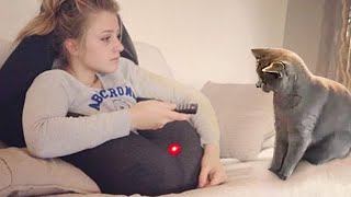 БЕССТЫЖИЕ КОТЫ КОТОРЫЕ ПЕРЕШЛИ ВСЕ ГРАНИЦЫ СМЕШНЫЕ ЖИВОТНЫЕ ЛУЧШИЕ ПРИКОЛЫ