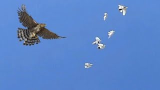 Тетеревятник не отстаёт от моих голубей! Goshawk did not lag behind pigeons!