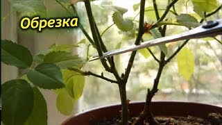 Китайская роза – обрезка и формирования кроны. Правила обрезки Гибискуса.